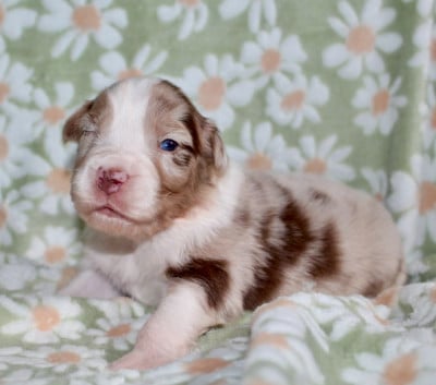 Les chiots de Berger Australien