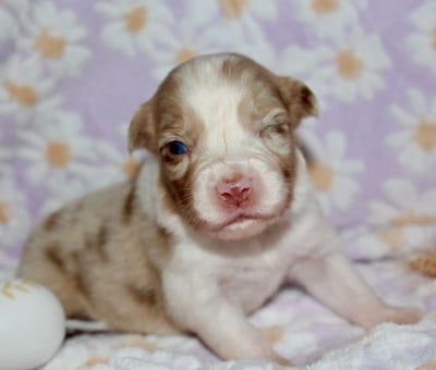 Les chiots de Berger Australien
