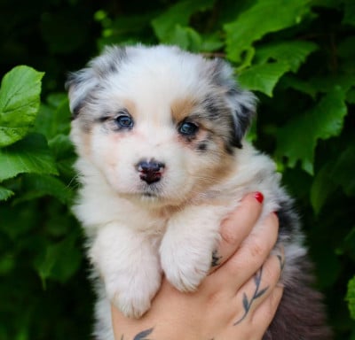 Les chiots de Berger Australien