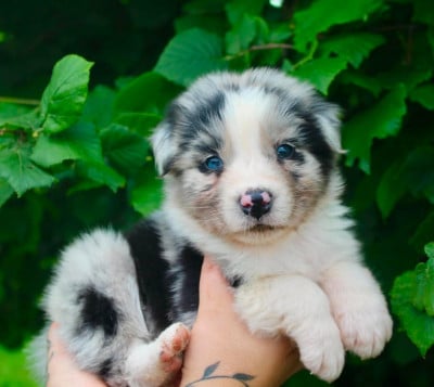 Les chiots de Berger Australien