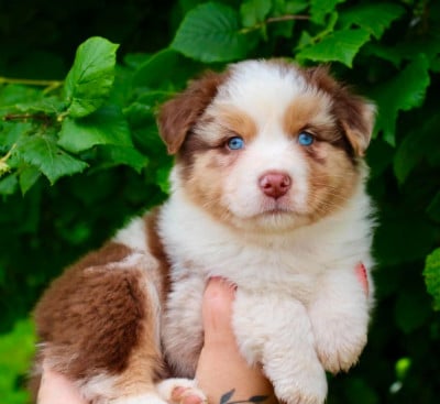 Les chiots de Berger Australien