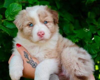 Les chiots de Berger Australien