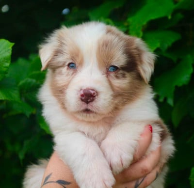 Les chiots de Berger Australien