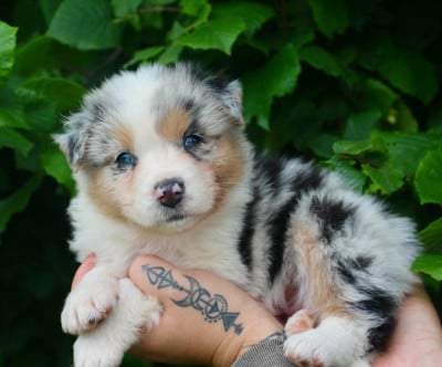 Les chiots de Berger Australien