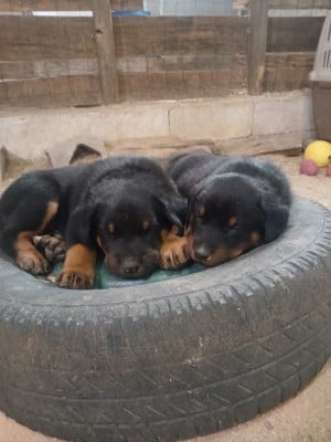 Les chiots de Berger de Beauce
