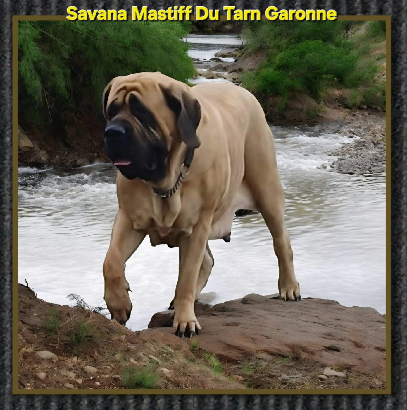 Publication : Mastiff Du Tarn Garonne
