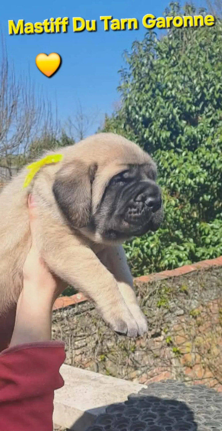 collier jaune - Mastiff