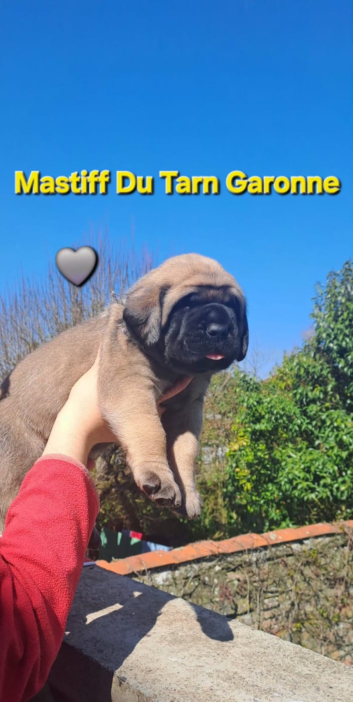 Collier gris - Mastiff