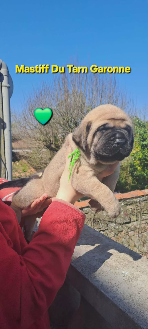 Collier vert - Mastiff
