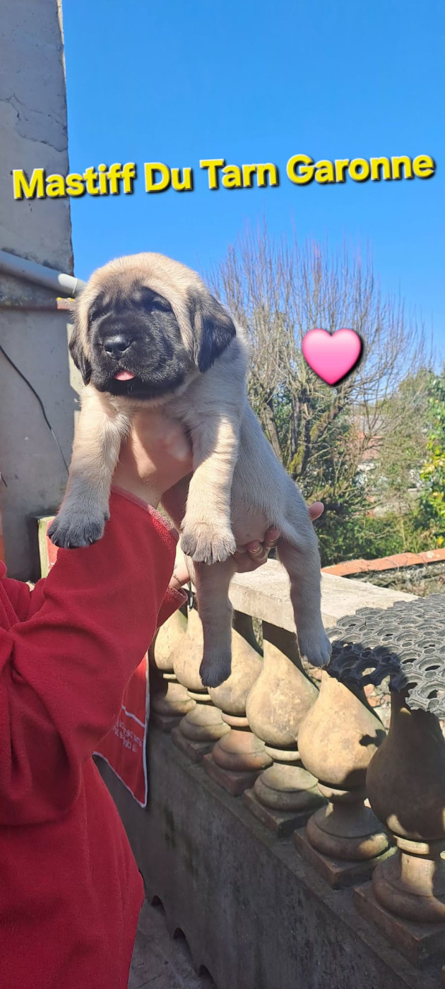 Collier rose - Mastiff