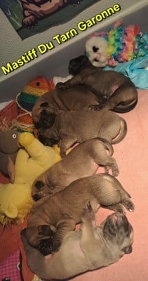 Les chiots de Mastiff