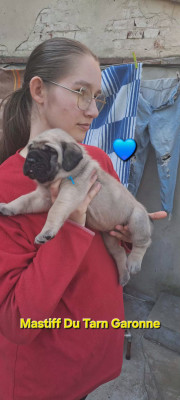 Les chiots de Mastiff