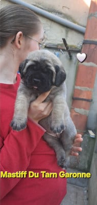 Les chiots de Mastiff