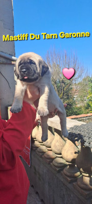 Les chiots de Mastiff