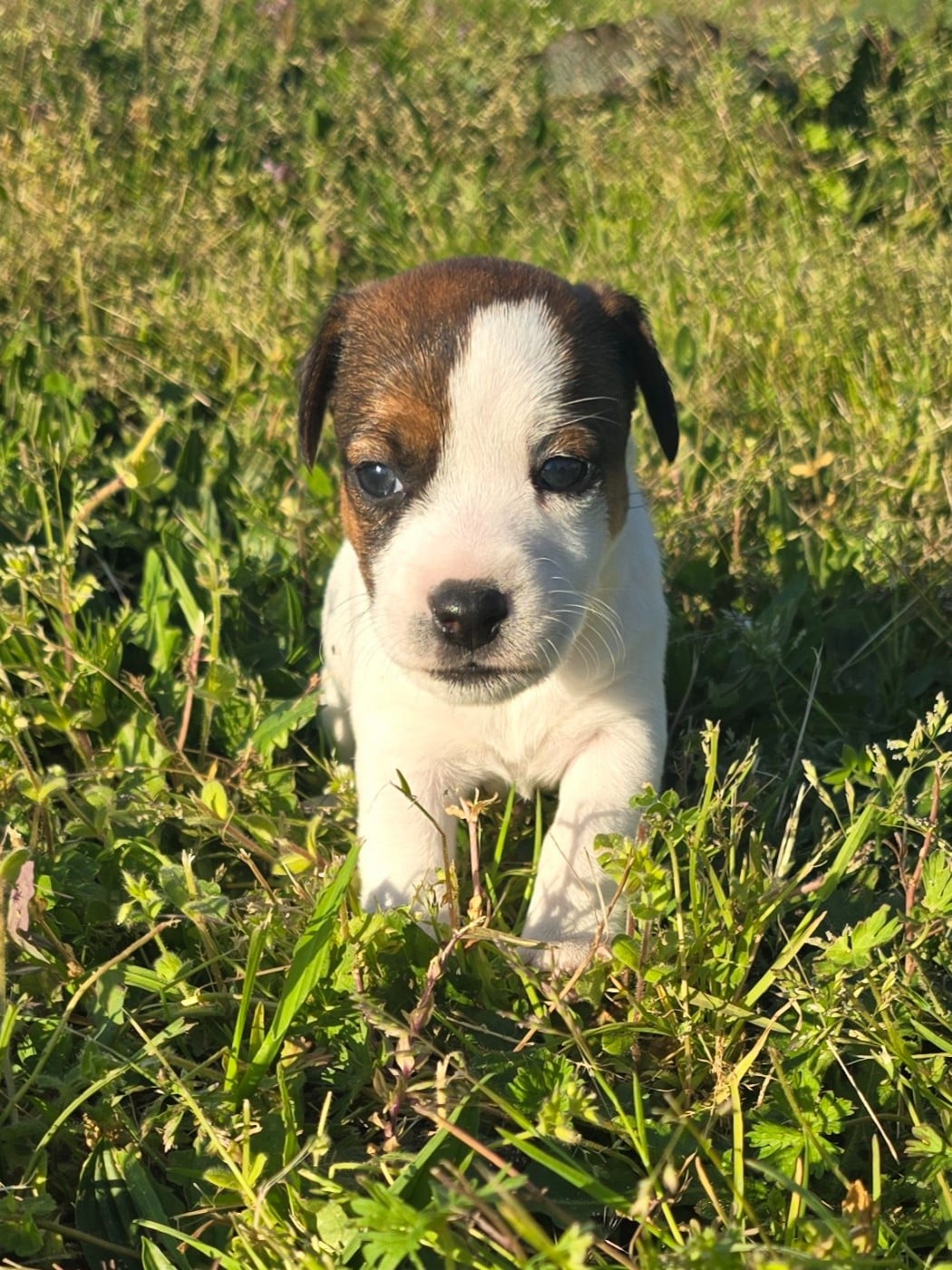 Jack Russell Terrier - Du Clos Des Loutres