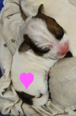 Les chiots de Jack Russell Terrier