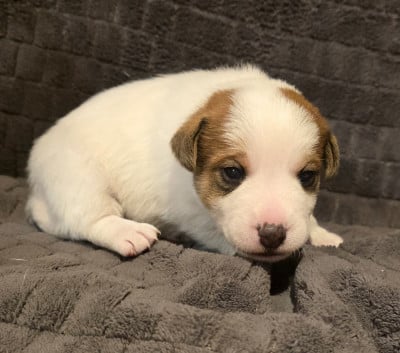 Les chiots de Jack Russell Terrier