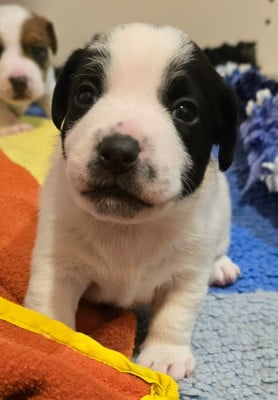 Les chiots de Jack Russell Terrier