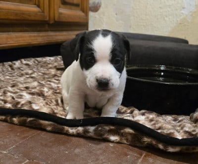 Les chiots de Jack Russell Terrier