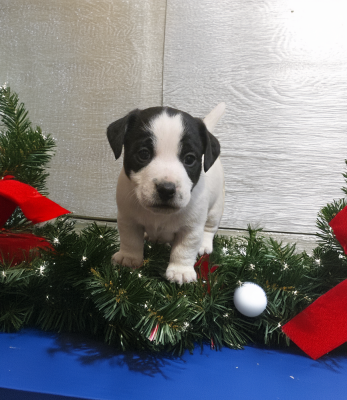 Les chiots de Jack Russell Terrier