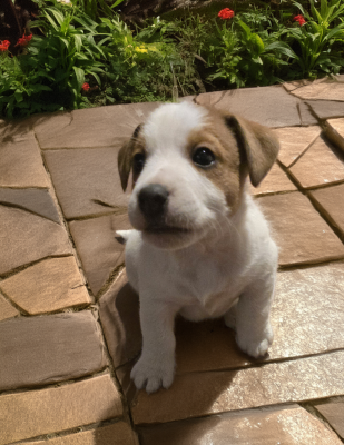 Les chiots de Jack Russell Terrier