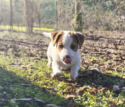 Les chiots de Jack Russell Terrier