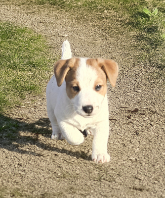 Les chiots de Jack Russell Terrier
