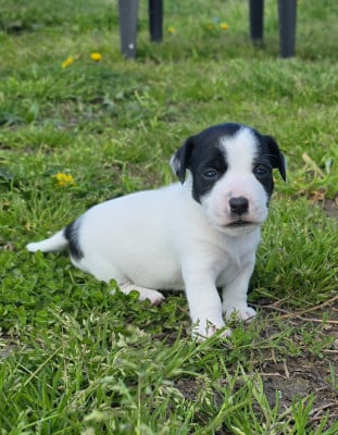 Les chiots de Jack Russell Terrier