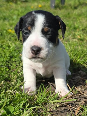Les chiots de Jack Russell Terrier