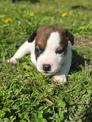 Les chiots de Jack Russell Terrier