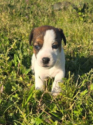 Les chiots de Jack Russell Terrier