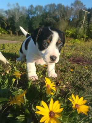 Les chiots de Jack Russell Terrier