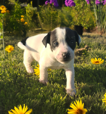 Les chiots de Jack Russell Terrier