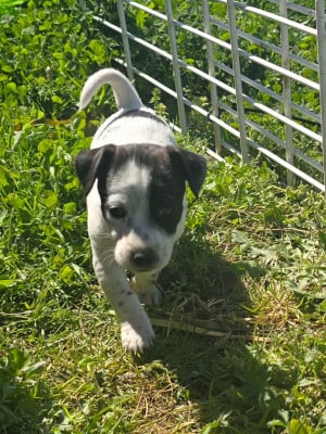 Les chiots de Jack Russell Terrier