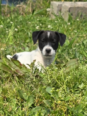 Les chiots de Jack Russell Terrier