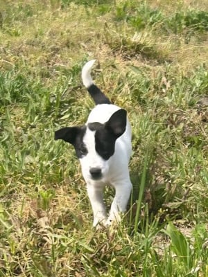 Les chiots de Jack Russell Terrier