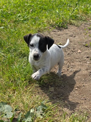 Les chiots de Jack Russell Terrier