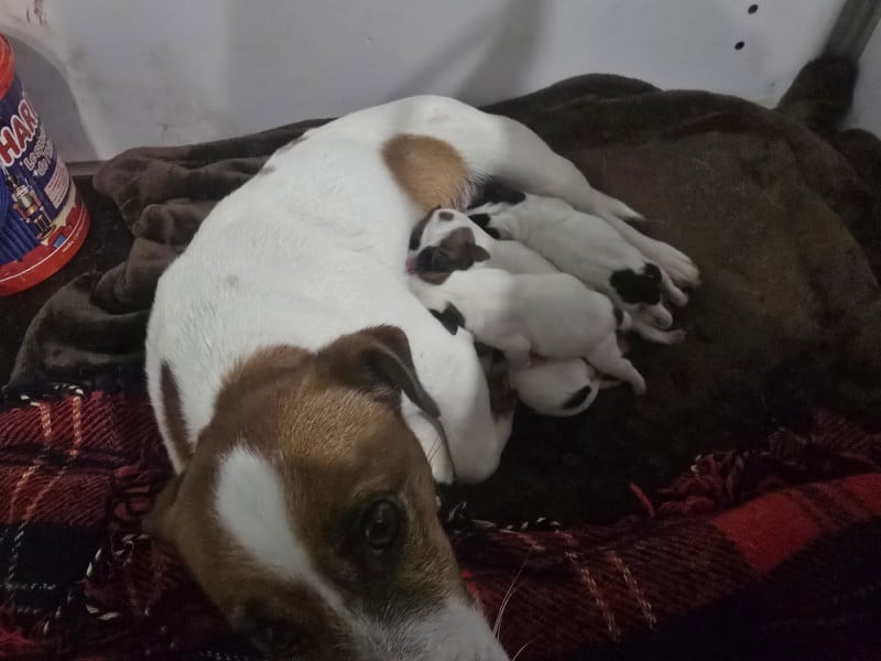 Jack Russell Terrier - Du Clos Des Loutres