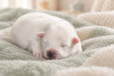 Les chiots de Spitz japonais