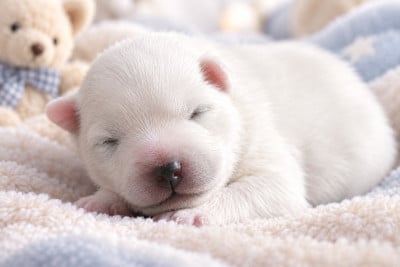 Les chiots de Spitz japonais