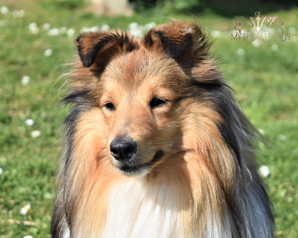 CH. Peaceful lord of numenor des lutins de Cassiopée - 1ER EXCELLENT CACS CACIB MEILLEUR DE RACE