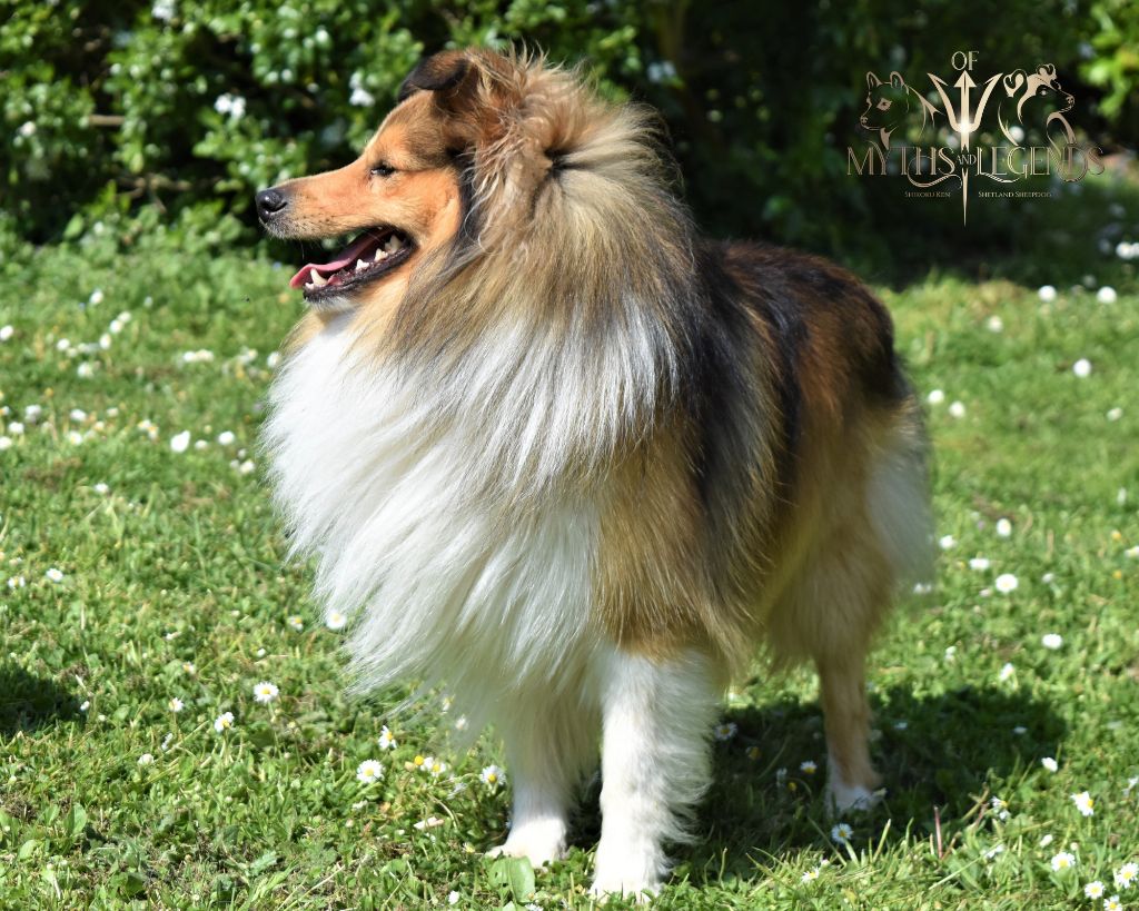 CH. Peaceful lord of numenor des lutins de Cassiopée - 1ER EXCELLENT CACS RCACIB