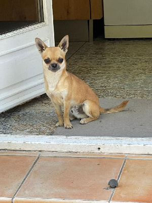 Les chiots de Chihuahua