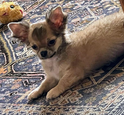 Les chiots de Chihuahua