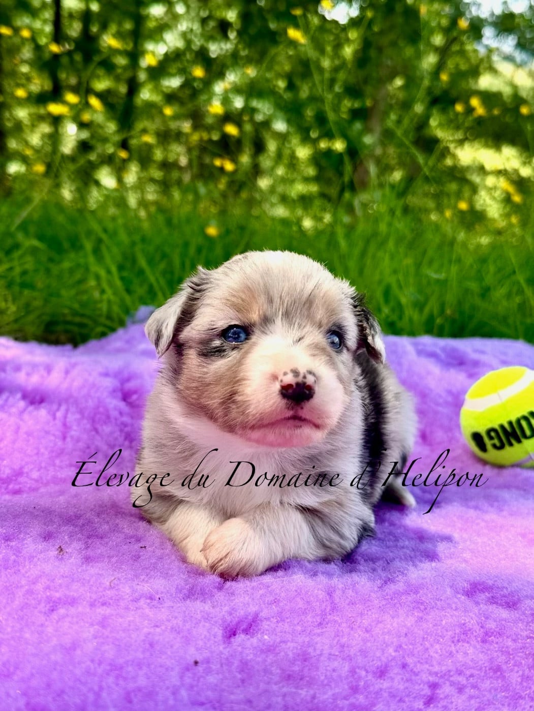 Femelle bleue merle