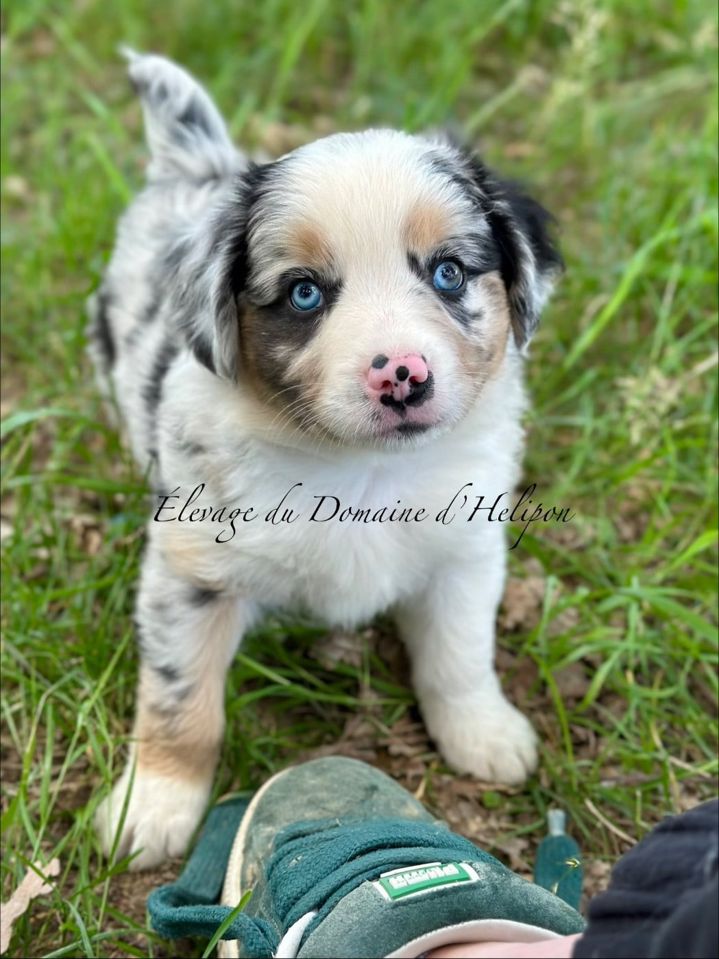 Biscuit