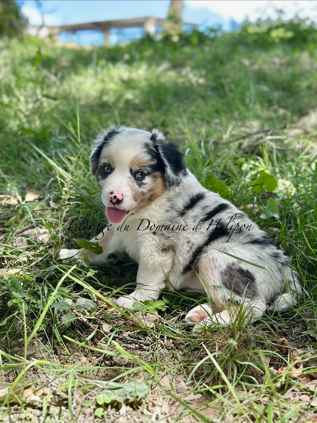 Biscuit