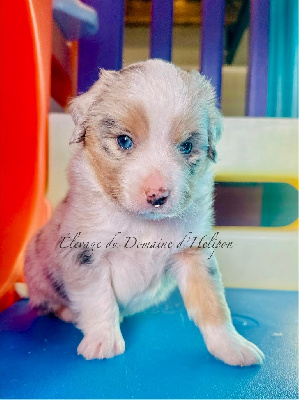 Les chiots de Berger Américain Miniature