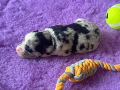 Les chiots de Berger Américain Miniature 