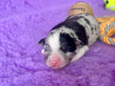 Les chiots de Berger Américain Miniature 